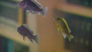 San Diego Science Center: 50 Years of Inspiring Young Scientists